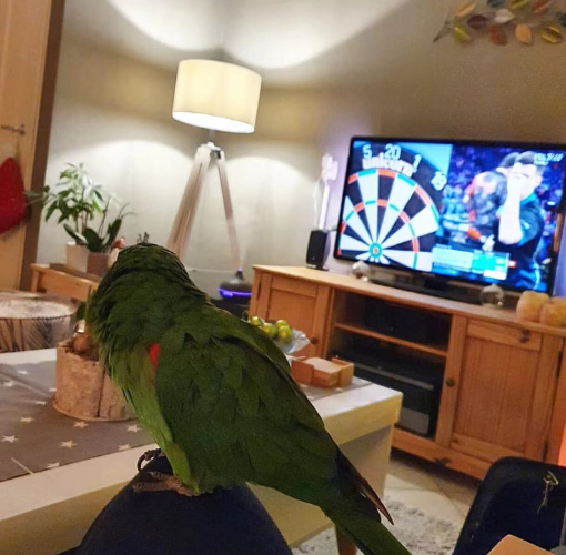 bird watching TV