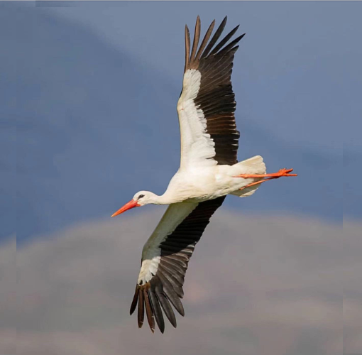 White Stork