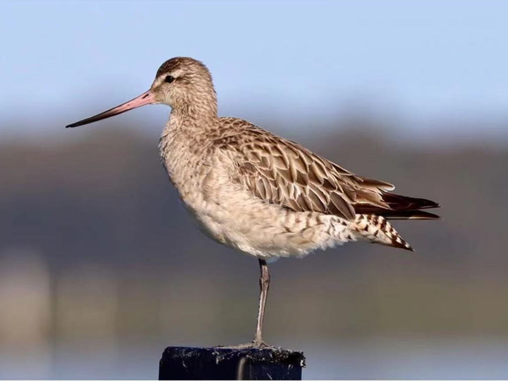 Bar-tailed Godwit