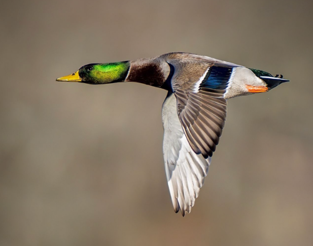 Mallard