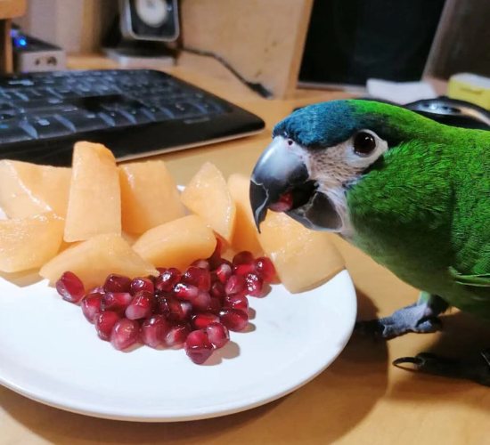 Types of Foods Birds Prefer