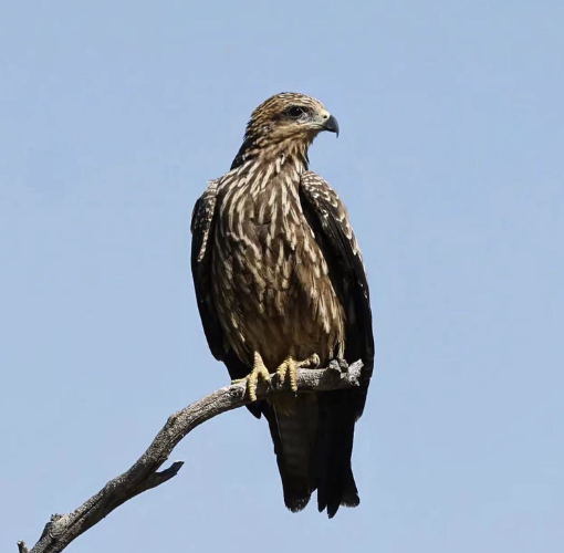 Black Kite