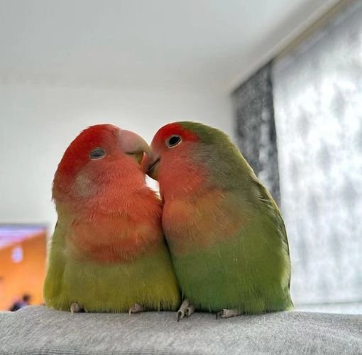 birds kissing