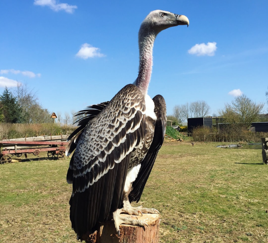 Ruppell's Vulture