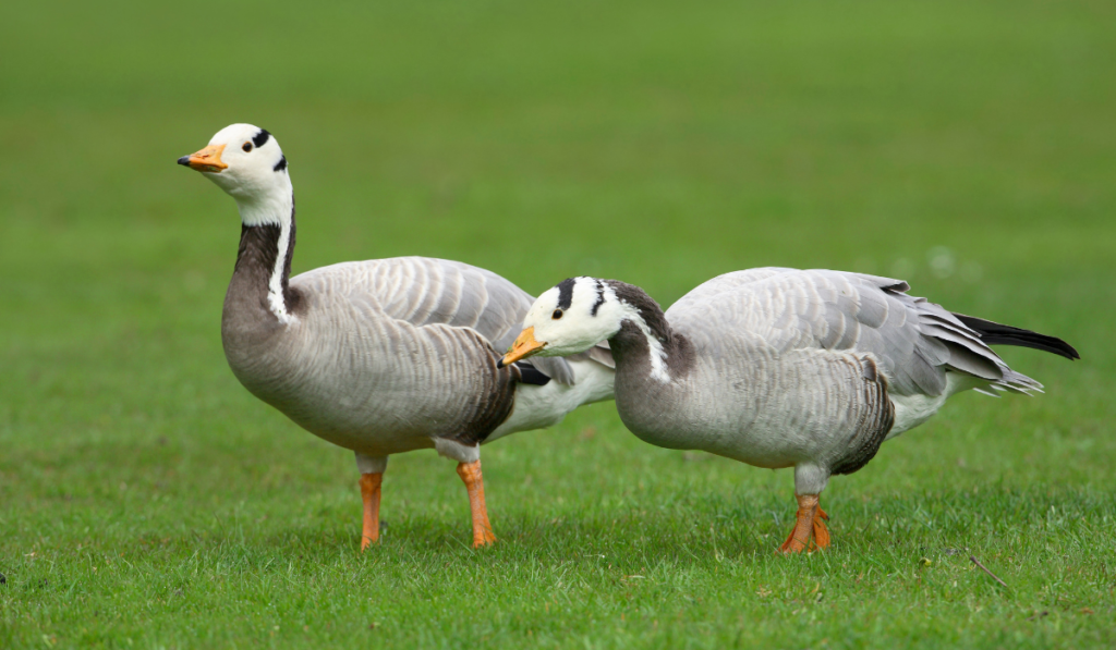 Bar-headed Goose