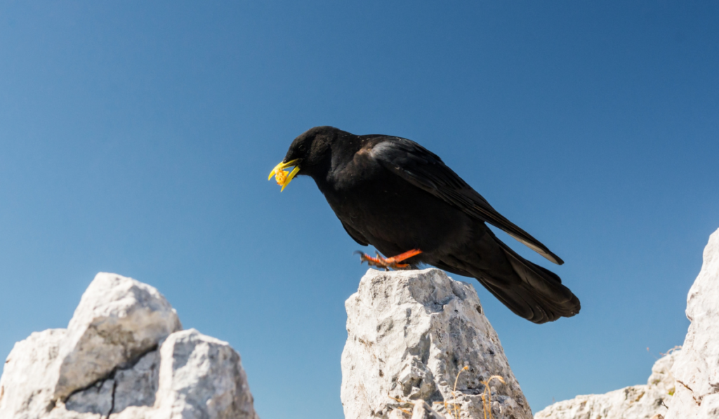 Alpine Chough