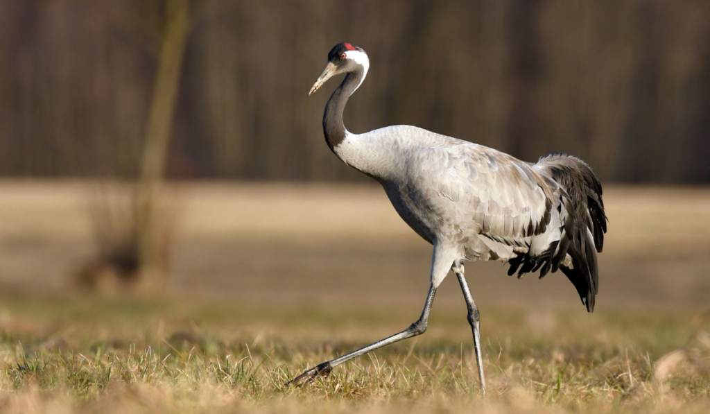 Common Crane