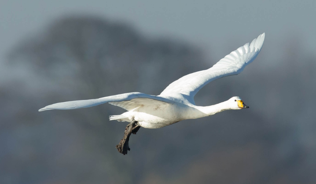 Whooper Swan