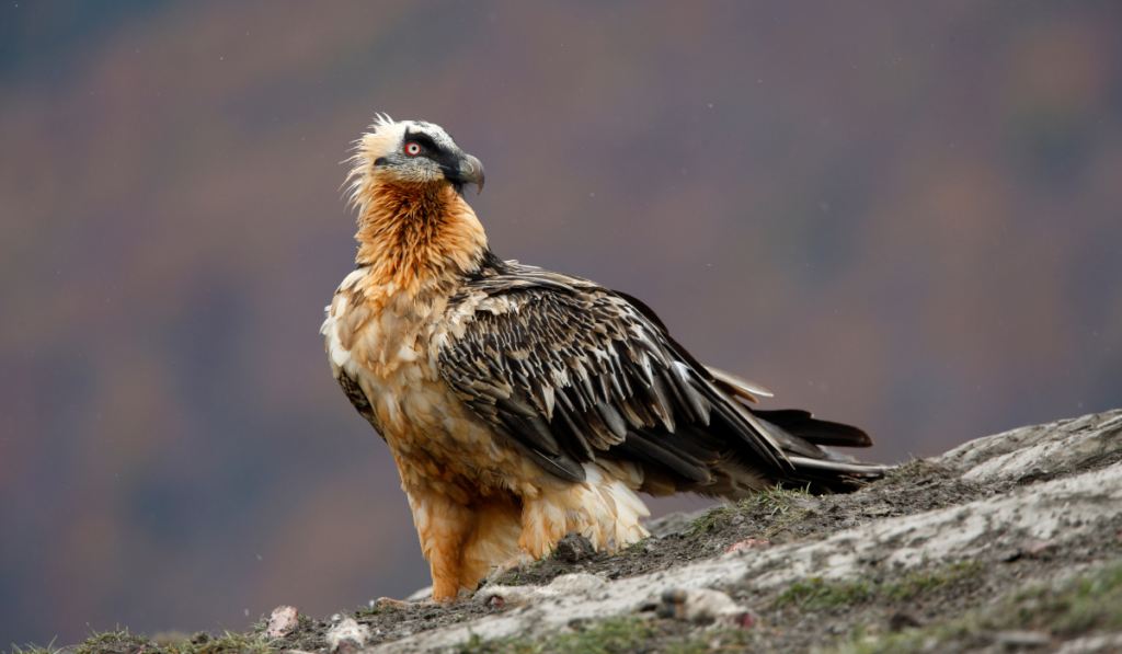 Bearded Vulture