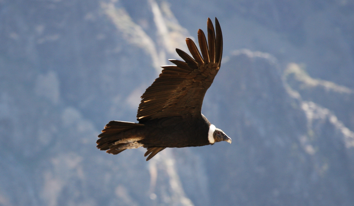 Andean Condor