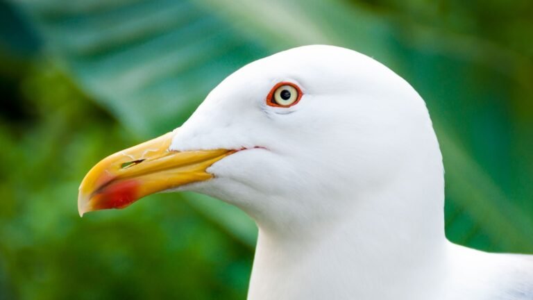 Do Birds Have A Sense Of Smell?