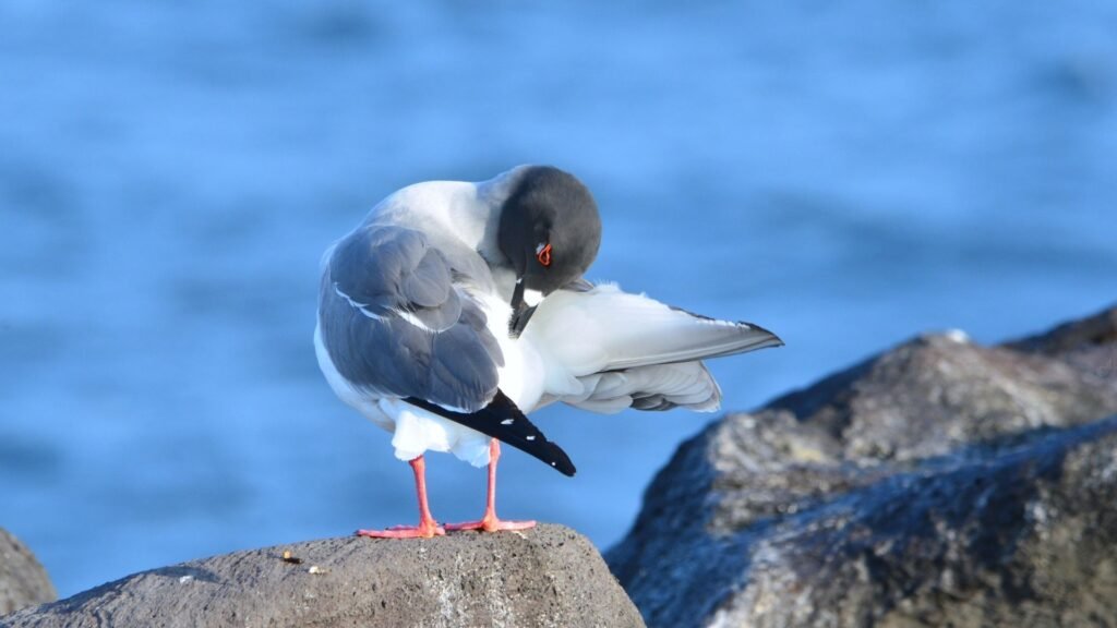 Why do birds preen their feathers?