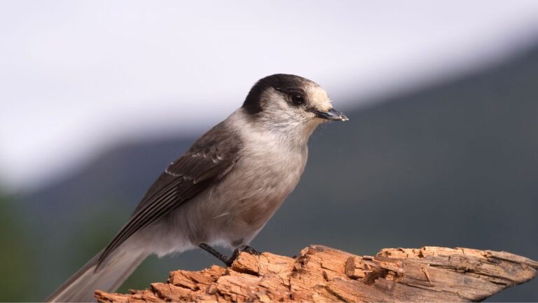 Camp Robber Bird: The Gray Jay