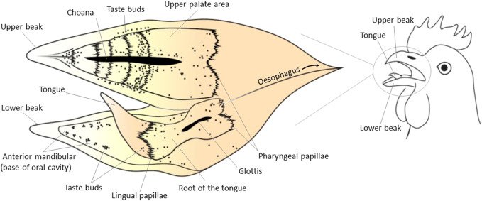 Topographical distribution of taste buds