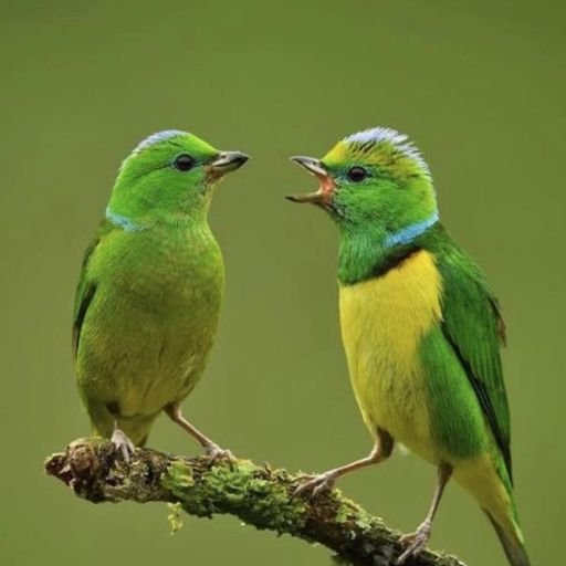 Golden browed birds