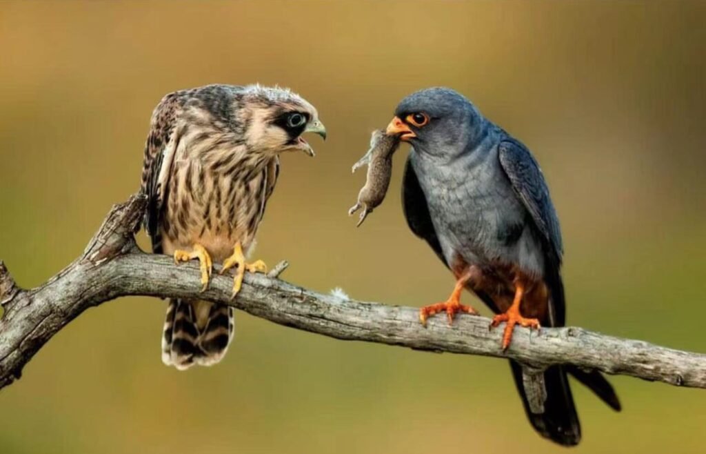 birds eating rodent