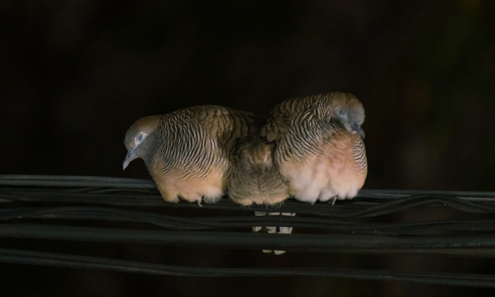 two birds sleeping